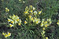 Dateiname=Flora-Leinkraut-20070805-026.jpg
Dateigröße=275KB
Abmessungen: 720x484
hinzugefügt am: 11. September 2014 Flora-Leinkraut-20070805-026.jpg