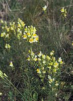 Dateiname=Flora-Leinkraut-20070805-027.jpg
Dateigröße=218KB
Abmessungen: 523x720
hinzugefügt am: 11. September 2014 Flora-Leinkraut-20070805-027.jpg