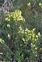Dateiname=Flora-Leinkraut-20070805-028.jpg
Dateigröße=258KB
Abmessungen: 484x720
hinzugefügt am: 11. September 2014 Flora-Leinkraut-20070805-028.jpg