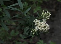 Flora-Liguster-20090531-48.jpg