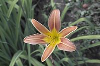 Flora-Lilie-20050807-59.jpg