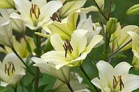 Flora-Lilie-20110703-029.jpg