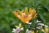 Flora-Lilie-20110703-030.jpg