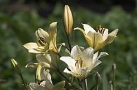 Flora-Lilie-20110705-10.jpg