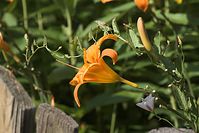 Flora-Lilie-Taglilie-20110708-139.jpg