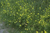 Flora-Loesels-Rauke-20070617-19a.jpg