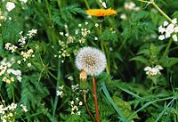 Flora-Loewenzahn-199905-05.jpg