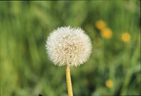 Flora-Loewenzahn-199906-01.jpg