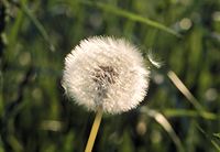 Flora-Loewenzahn-199906-20.jpg