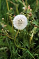 Flora-Loewenzahn-199906-31.jpg