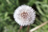 Flora-Loewenzahn-200108-02.jpg