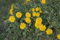Dateiname=Flora-Loewenzahn-20060507-12.jpg
Dateigröße=248KB
Abmessungen: 720x480
hinzugefügt am: 11. September 2014 Flora-Loewenzahn-20060507-12.jpg
