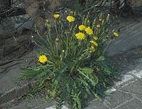 Flora-Loewenzahn-20060507-14.jpg