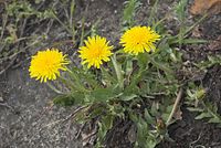 Flora-Loewenzahn-20070401-37.jpg
