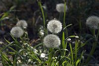 Flora-Loewenzahn-20070429-221.jpg