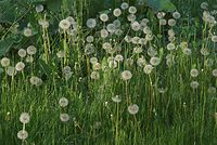 Flora-Loewenzahn-20080511-041.jpg