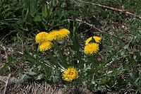 Dateiname=Flora-Loewenzahn-20090413-53.jpg
Dateigröße=248KB
Abmessungen: 720x481
hinzugefügt am: 11. September 2014 Flora-Loewenzahn-20090413-53.jpg
