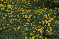 Dateiname=Flora-Loewenzahn-20090426-65.jpg
Dateigröße=300KB
Abmessungen: 720x481
hinzugefügt am: 11. September 2014 Flora-Loewenzahn-20090426-65.jpg