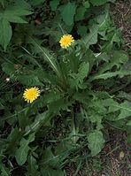 Dateiname=Flora-Loewenzahn-20090531-47.jpg
Dateigröße=239KB
Abmessungen: 535x720
hinzugefügt am: 11. September 2014 Flora-Loewenzahn-20090531-47.jpg
