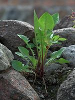 Dateiname=Flora-Loewenzahn-20090608-082.jpg
Dateigröße=220KB
Abmessungen: 541x720
hinzugefügt am: 11. September 2014 Flora-Loewenzahn-20090608-082.jpg