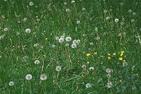 Flora-Loewenzahn-20100522-36-01.jpg