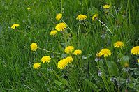 Dateiname=Flora-Loewenzahn-20130511-145.jpg
Dateigröße=275KB
Abmessungen: 720x478
hinzugefügt am: 11. September 2014 Flora-Loewenzahn-20130511-145.jpg