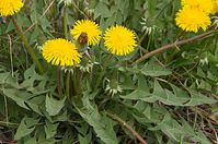 Dateiname=Flora-Loewenzahn-20140405-119.jpg
Dateigröße=214KB
Abmessungen: 720x478
hinzugefügt am: 11. September 2014 Flora-Loewenzahn-20140405-119.jpg