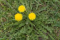Dateiname=Flora-Loewenzahn-20140405-120.jpg
Dateigröße=261KB
Abmessungen: 720x478
hinzugefügt am: 11. September 2014 Flora-Loewenzahn-20140405-120.jpg