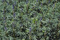Dateiname=Flora-Lupine-20070622-140a.jpg
Dateigröße=336KB
Abmessungen: 720x484
hinzugefügt am: 11. September 2014 Flora-Lupine-20070622-140a.jpg