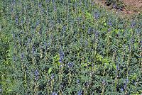 Dateiname=Flora-Lupine-20070626-307a.jpg
Dateigröße=384KB
Abmessungen: 720x484
hinzugefügt am: 11. September 2014 Flora-Lupine-20070626-307a.jpg
