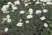 Dateiname=Flora-Magerite-20070622-178a.jpg
Dateigröße=238KB
Abmessungen: 720x484
hinzugefügt am: 11. September 2014 Flora-Magerite-20070622-178a.jpg
