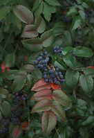 Flora-Mahonie-20090629-41.jpg