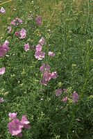 Dateiname=Flora-Malve-20070626-224a.jpg
Dateigröße=289KB
Abmessungen: 484x720
hinzugefügt am: 11. September 2014 Flora-Malve-20070626-224a.jpg