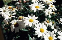 Flora-Margerite-19970600-09.jpg