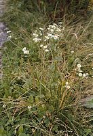Flora-Margerite-20020600-00.jpg