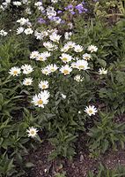 Flora-Margerite-20020600-25.jpg
