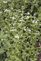 Flora-Margerite-20020600-27.jpg
