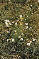 Flora-Margerite-20020700-59.jpg