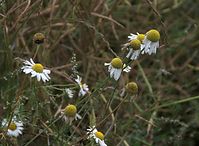 Flora-Margerite-20090712-42.jpg