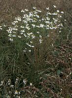 Flora-Margerite-20090712-44.jpg