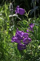 Flora-Marien-Glockenblume-20100627-43.jpg