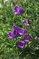 Flora-Marien-Glockenblume-20100627-55.jpg