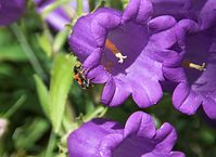 Flora-Marien-Glockenblume-20100627-59.jpg