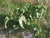 Flora-Meerettich-200107-0.jpg