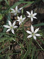 Flora-Milchstern-20090510-59.jpg