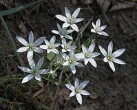 Flora-Milchstern-20090510-60.jpg