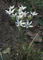 Dateiname=Flora-Milchstern-20090510-61.jpg
Dateigröße=197KB
Abmessungen: 519x720
hinzugefügt am: 11. September 2014 Flora-Milchstern-20090510-61.jpg