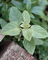 Flora-Minz-200208-3.jpg