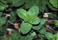 Dateiname=Flora-Minze-199906-27.jpg
Dateigröße=163KB
Abmessungen: 720x501
hinzugefügt am: 11. September 2014 Flora-Minze-199906-27.jpg