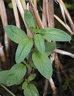 Flora-Minze-20050622-10.jpg